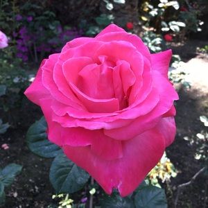 Meet your Posher, Rebeca